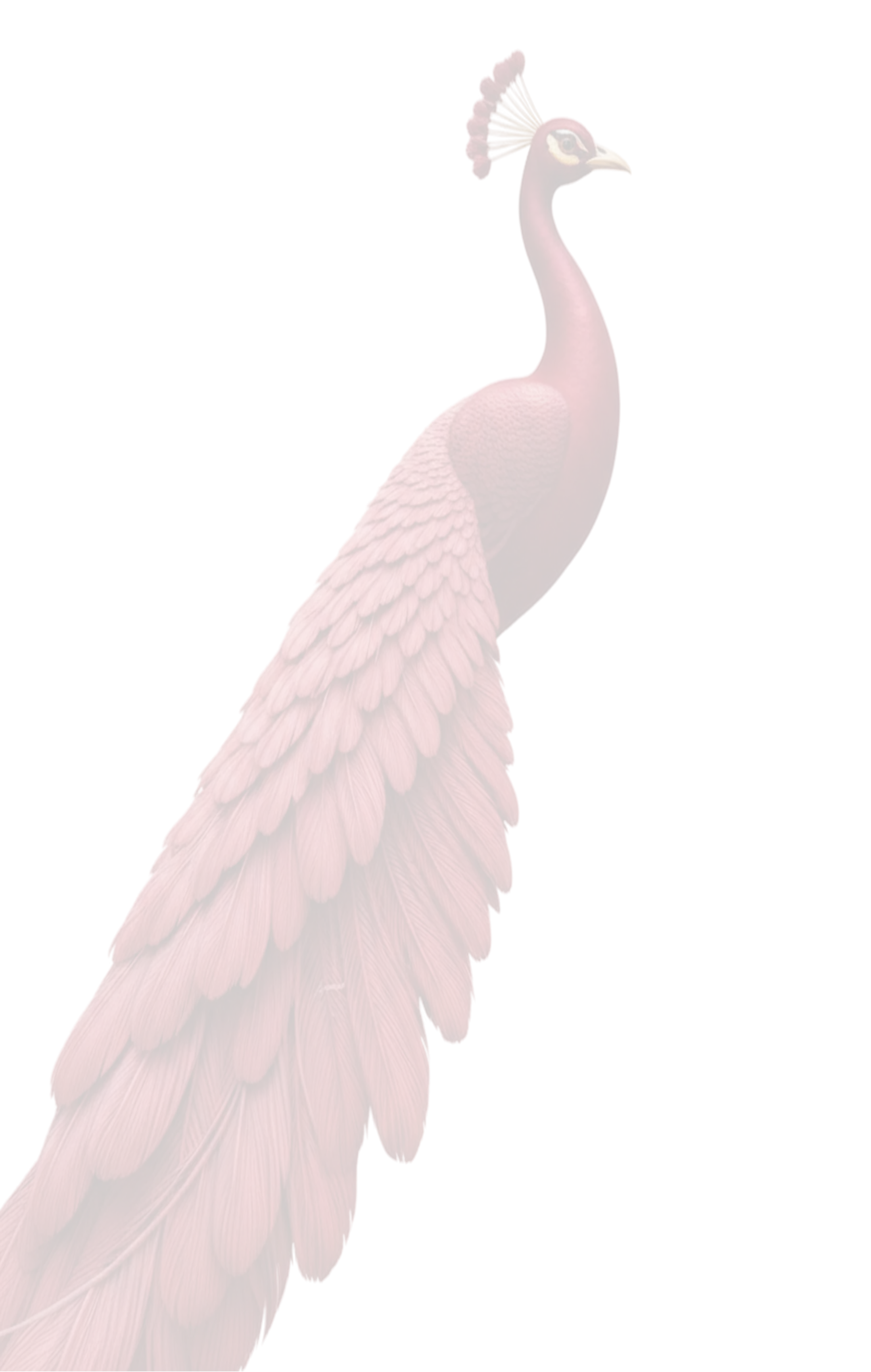 peacock